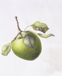 布拉姆利苹果，1995年 作者 玛格丽特·安·伊甸园